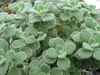 Plectranthus tomentoues Mint Swedish Ivy Plectranthus tomentoues Mint Swedish Ivy