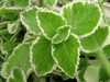 Plectranthus amboinicus variegated Spanish Thyme Plectranthus amboinicus variegated Spanish Thyme