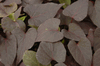 Sweet Potato Vine 'Ace of Spades' Sweet Potato Vine 'Ace of Spades'