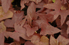 Sweet Potato Vine 'Bronze Beauty' Sweet Potato Vine 'Bronze Beauty'