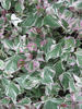 Sweet Potato Vine 'Tricolor' Sweet Potato Vine 'Tricolor'