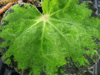 begonia Tiger Cub begonia Tiger Cub