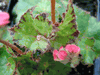 begonia Rams Head begonia Rams Head