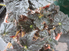 begonia Shiloh begonia Shiloh