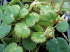 begonia Yvonne Wells begonia Yvonne Wells