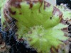 begonia Baby Dress begonia Baby Dress