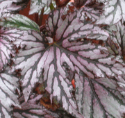 Begonia Sampler Collections Begonia Sampler Collections