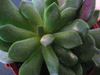 anacampseros rufescens anacampseros rufescens