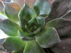 Echeveria Black Prince Echeveria Black Prince