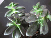 echeveria species echeveria species