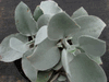 kalanchoe hildebrandtii kalanchoe hildebrandtii