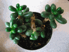 Sedum hernandezii Sedum hernandezii
