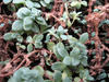 Sedum mini Ewersii Sedum mini Ewersii