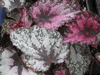 begonia Albuquerque Midnight Sky begonia Albuquerque Midnight Sky