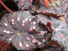 begonia Boston Cherries 'n' Chocolate begonia Boston Cherries 'n' Chocolate