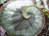 begonia 'Escargot' begonia 'Escargot'