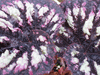 begonia 'Fireworks' begonia 'Fireworks'