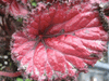 begonia Ixtapa Red begonia Ixtapa Red