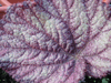 begonia 'Lalomie' begonia 'Lalomie'