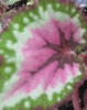 begonia 'Merry Christmas' begonia 'Merry Christmas'