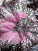 begonia 'New Orleans Masquerade' begonia 'New Orleans Masquerade'