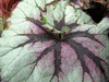begonia New York Swirl begonia New York Swirl