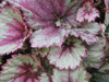 begonia 'Raspberry Swirl' begonia 'Raspberry Swirl'