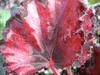 begonia Venetian Red begonia Venetian Red