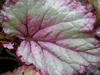 begonia Celia begonia Celia