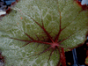 begonia Chocolate Man begonia Chocolate Man
