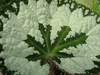 begonia Silver Queen begonia Silver Queen