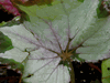 begonia Lillium begonia Lillium