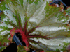 begonia Marley begonia Marley