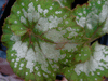 begonia Napoleon begonia Napoleon