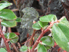begonia Cascade begonia Cascade