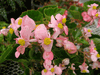 begonia Dragon Wing Baby Pink begonia Dragon Wing Baby Pink