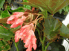 begonia Black Gold begonia Black Gold