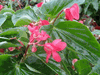 begonia Candy Cane - cane begonia Candy Cane - cane