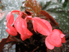 begonia Coral Sea begonia Coral Sea