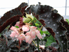 begonia Good 'n' Plenty begonia Good 'n' Plenty