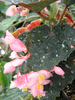 begonia Kristy begonia Kristy