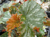 begonia Master Mark begonia Master Mark