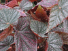 begonia Maurice Amy begonia Maurice Amy