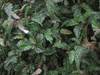 begonia Medora begonia Medora