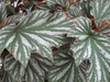 begonia Miniperba begonia Miniperba