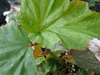 begonia Phil Ormes begonia Phil Ormes