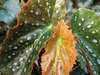 begonia Pink Parade begonia Pink Parade