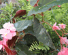 begonia Robins Red begonia Robins Red