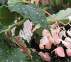 begonia Silver Mist begonia Silver Mist