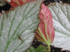 begonia Two Face begonia Two Face
